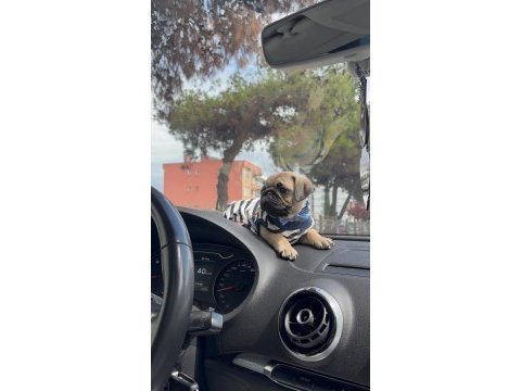 Oyuncu sevimli pug bebekler