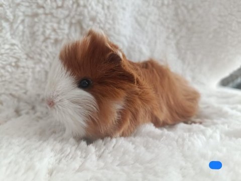 Sevimli guinea pig yavrularımız