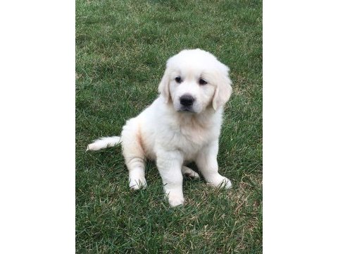 Renk renk golden retriever