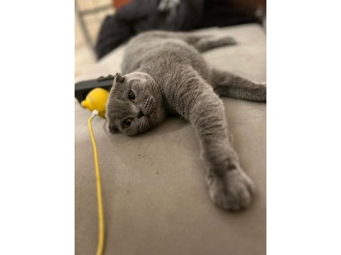 Sevimli bir scottish fold kız