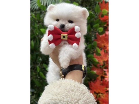 Safkan şecereli pomeranian boo yavrular