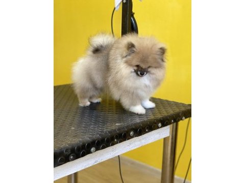 Mükemmel pofuduk minik pomeranian