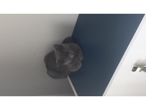 Tatlı bir kedicik