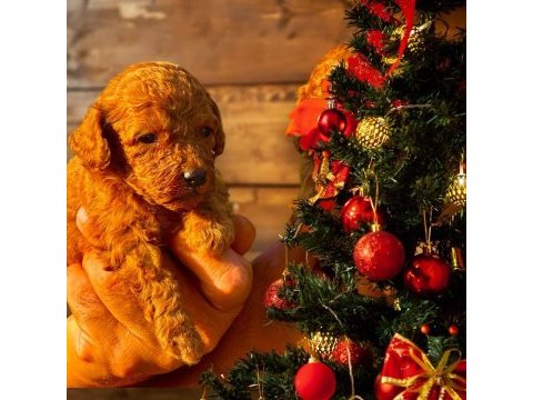 Süper toy toy poodle minik kahramanlar,ruhsatlı çiftlik