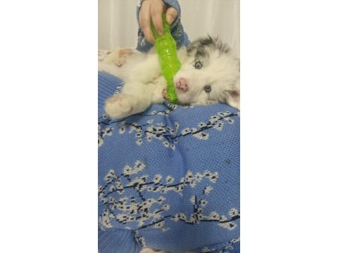 6 aralık doğumlu border collie yavrular rezerveye açıktır