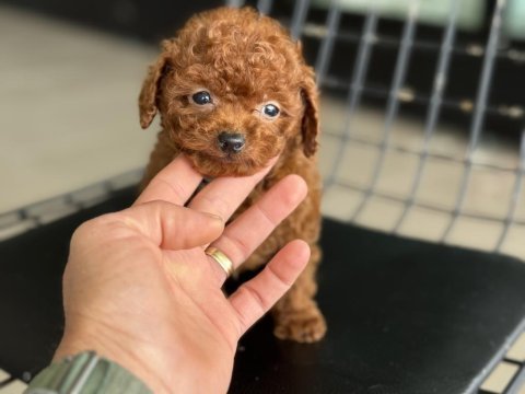 En özelini arayanlar için tea cup kore poodle