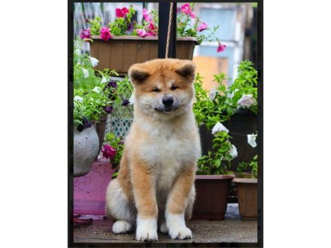 Şecereli anne babadan akita inu yavrular