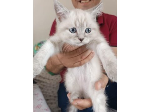 British blue point