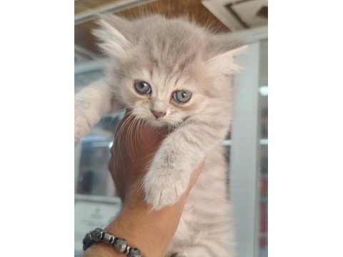 Brıtısh longhair yavrularımız