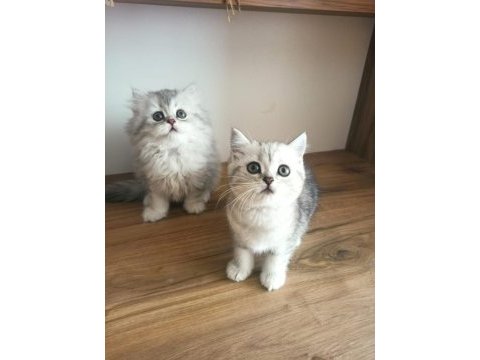 British shorthair / longhair yavrularımız