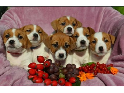 Maske film esintisi jack russell