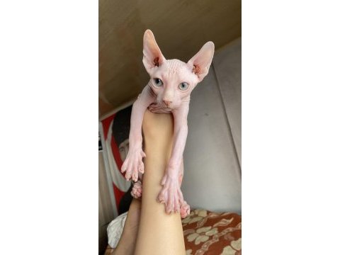 3 aylık yakışıklı erkek sfenks
