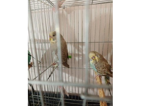 Jumbo ve yerli muhabbet kuşu