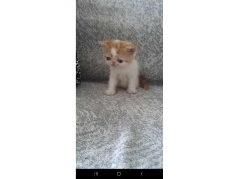 Nadir bulunan güzellikte oğlumuz karne hediyesi