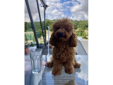 Toy poodle erkek damızlık hizmeti deneyimli sağlıklı