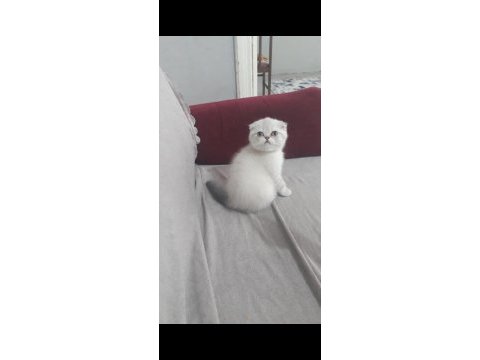 Dişi scottish fold kedisi