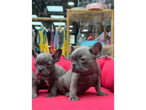 A kalite french bulldog yavrular 3 adet erkek