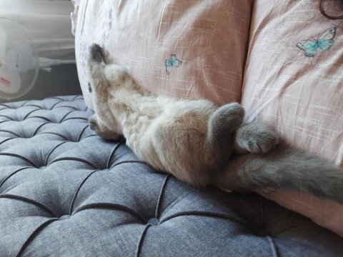 4 aylık scottish fold