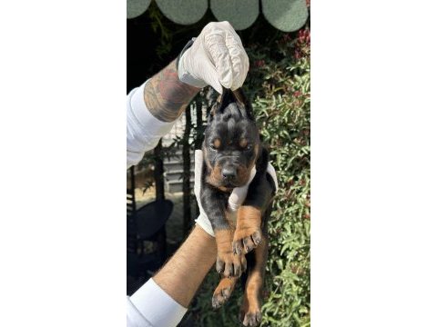 Şeceresiz black tan 30 günlük özel doberman yavrusu