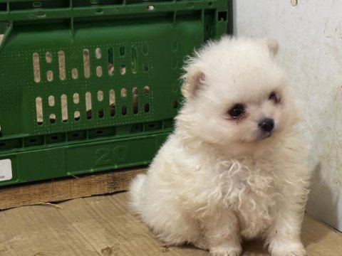 Pomeranian boo yavrularımız teslime hazır