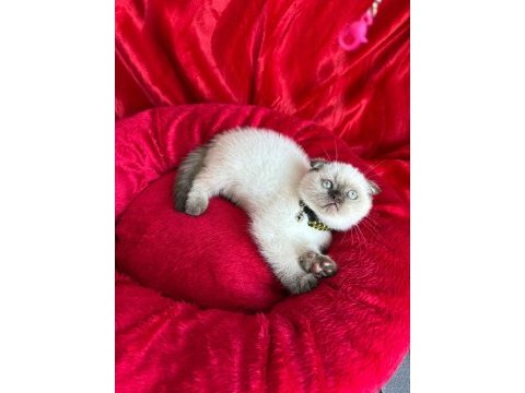 British shorthair scottish fold dişi erkek yavrular
