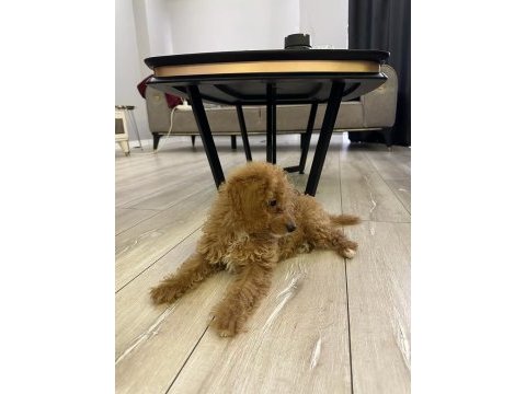 3 aylık dişi poodle