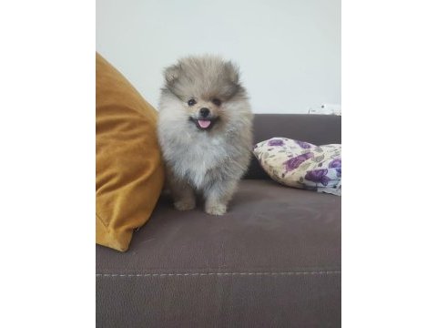 Pomeranian boo erkek köpeğimiz
