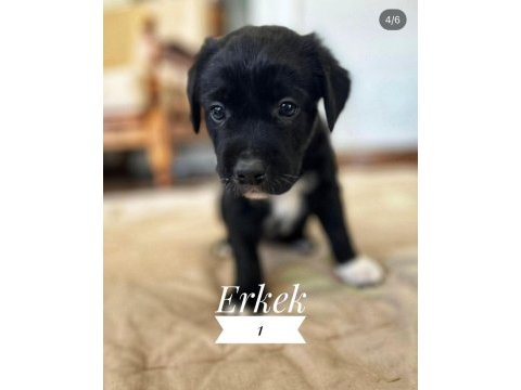 Deprem bölgesinden köpekler