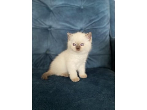 Muhteşem güzellikte british shorthair yavru