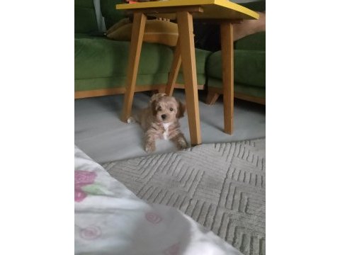 Maltipoo yavrumuz