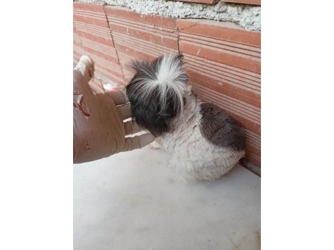 Erkek guinea pig fazlalık