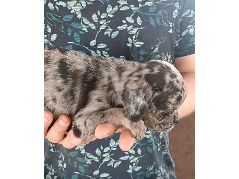 Egzotik renk merle pug mops bebekler