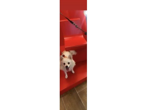 İki yaşında dişi spitz