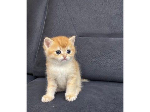 British shorthair golden ny 12