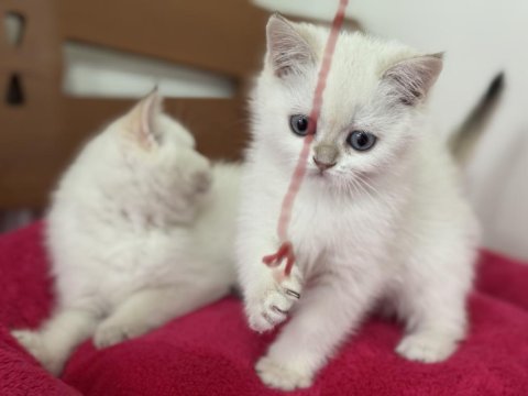 En güzel british shorthair ve longhair yavrular