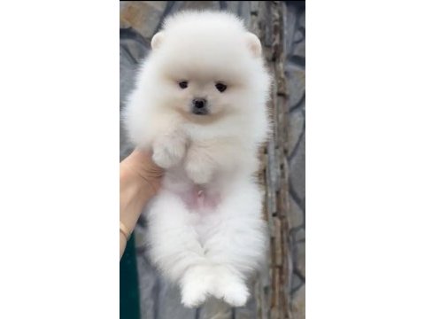 1. sınıf a kalite pomeranian bebekler