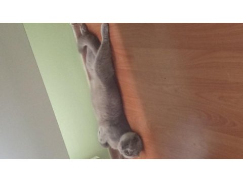 Gri kedi 3 yaşında