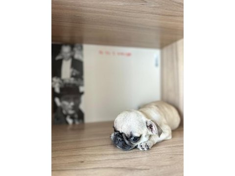 3 aylık saf kan teacup pug