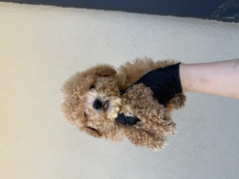 Kore kan maltipoo 