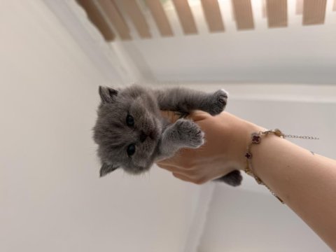 Bebek kedilerimiz yeni yuvasını arıyor