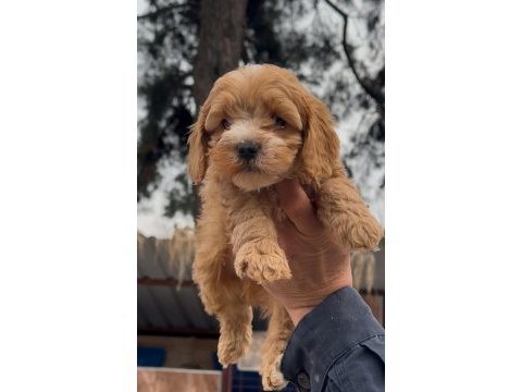 Maltipoo yavru köpeklerimiz
