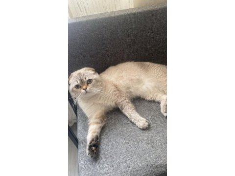 Scottish fold 1 yaşında