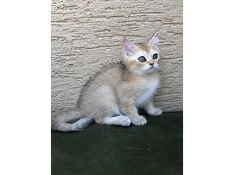 Show kalite full secereli scottish fold ve straight