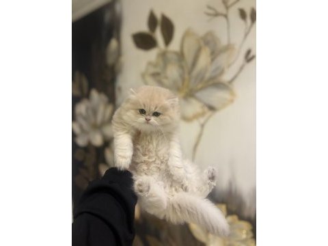 Scrli anne babadan top kafa brıtısh longhaır 