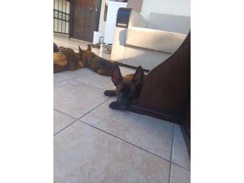 Malinois yavrularım fcı / kıf şecereli