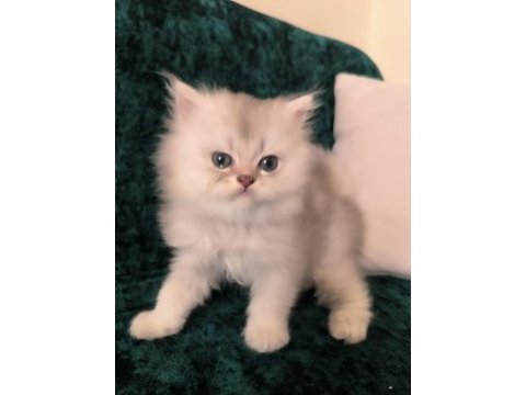 British longhair erkek yeni evini arıyor
