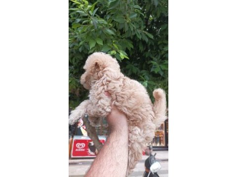 Toy poodle ayarında maltipoo bebekler