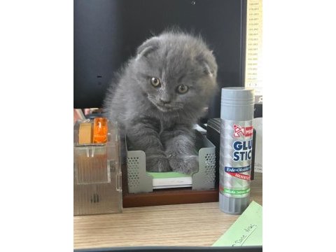 Scottish fold yavrumuza yeni yuva arıyoruz