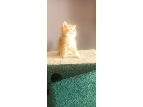 Golden by11 british shorthair