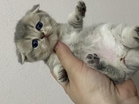 Scottish fold & scottish straight bebekler
